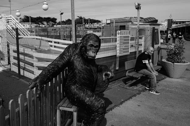 Ape
