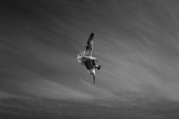 Gulls
