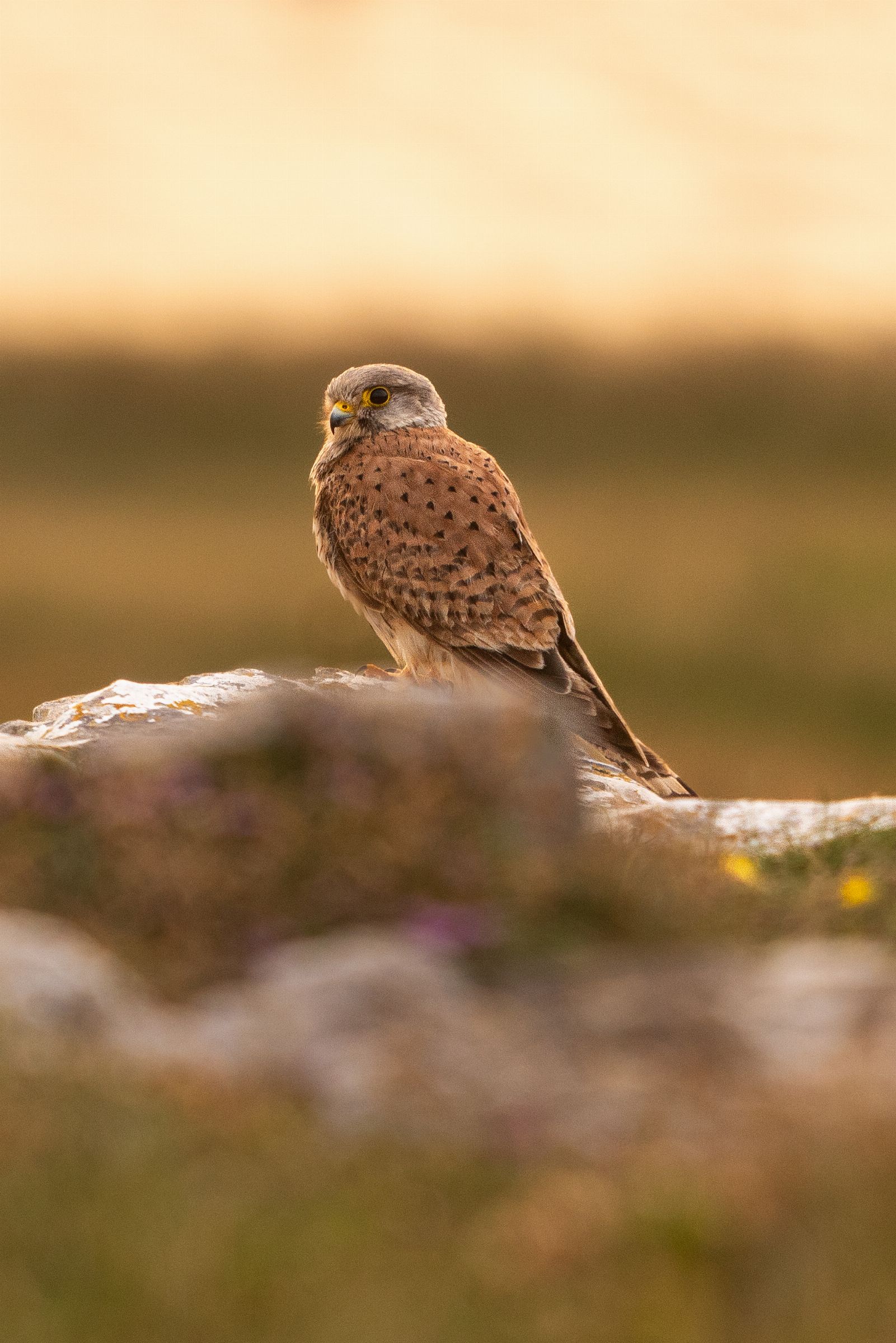Kestrel