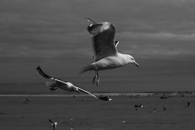 Gulls