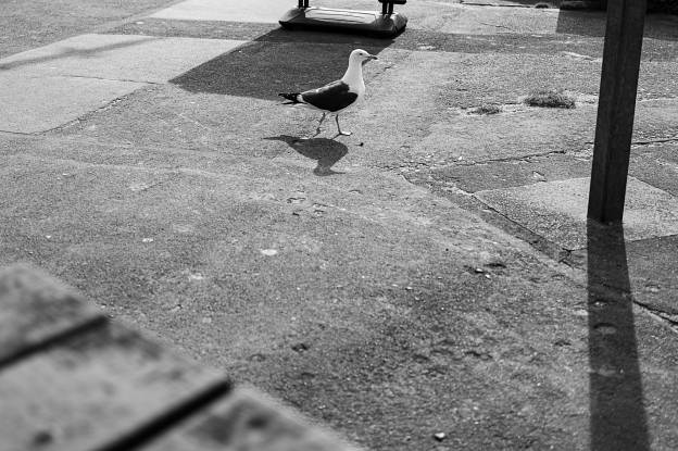 Gull